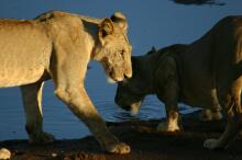 trinkende Löwen im Samburu NP